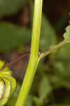 Cutleaf groundcherry